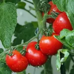 Sadzenie pomidorów – kiedy sadzić pomidory?