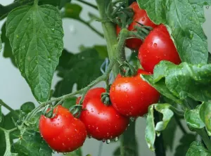 Sadzenie pomidorów – kiedy sadzić pomidory?